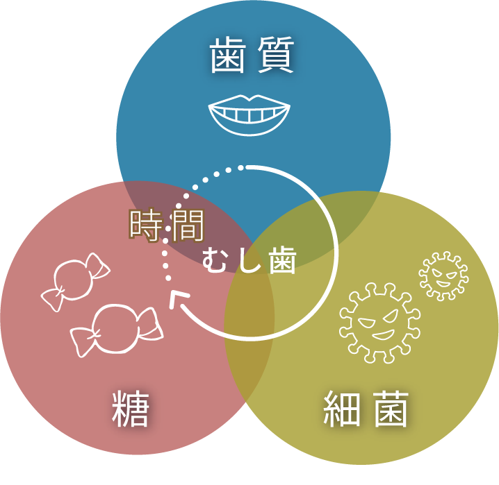 歯質と唾液の質、細菌、糖に時間の経過が加わりむし歯の原因となる