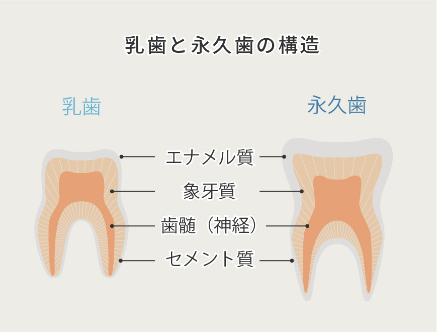 乳歯と永久歯の構造